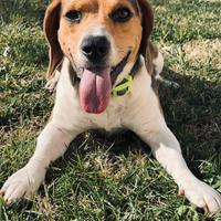 Beagle maschio per accoppiamento