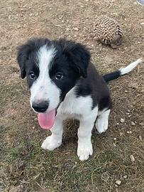 Cuccioli di Border Collie