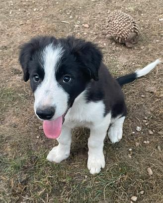 Cuccioli di Border Collie