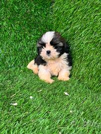 Shih Tzu 