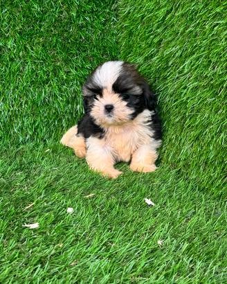 Shih Tzu 