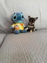 Chihuahua mini mini toy