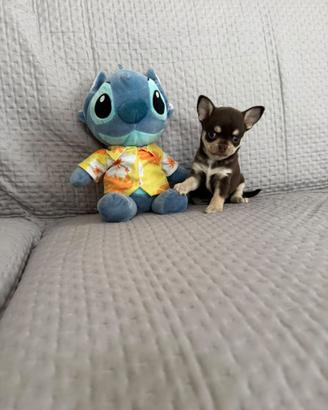 Chihuahua mini mini toy