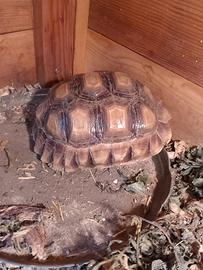 Tartarughe sulcata