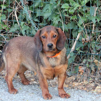 Dachsbracke Femmina pronta caccia