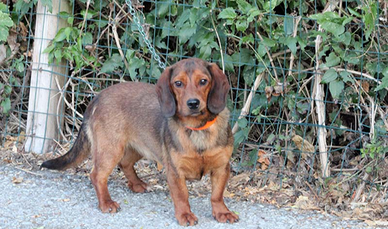 Dachsbracke Femmina pronta caccia