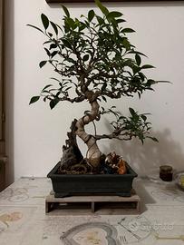 Bonsai (Ficus retusa)