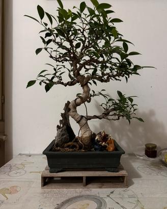 Bonsai (Ficus retusa)