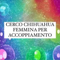 Chihuahua femmina per accoppiamento