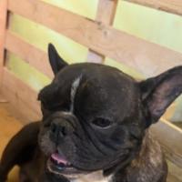 Bulldog francese