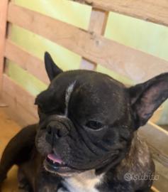 Bulldog francese