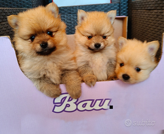 Spitz tedeschi taglia piccola