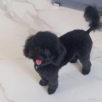 Barboncino toy per accoppiamento