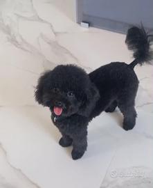 Barboncino toy per accoppiamento