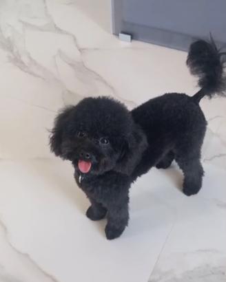 Barboncino toy per accoppiamento