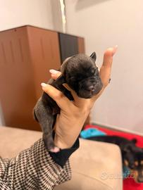 Staffordshire bull terrier