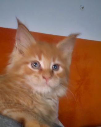 Cuccioli Maine Coon Red maschietti