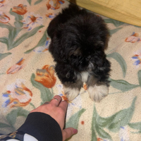 Cuccioli shihtzu (shitzu ) maschio