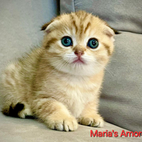 Scottish fold e scottish straight