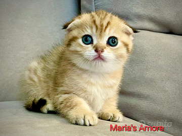 Scottish fold e scottish straight