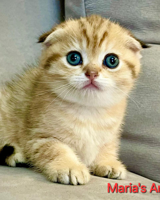 Scottish fold e scottish straight