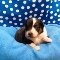 Australian Shepherd cuccioli black