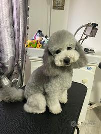 Barboncino nano per monta