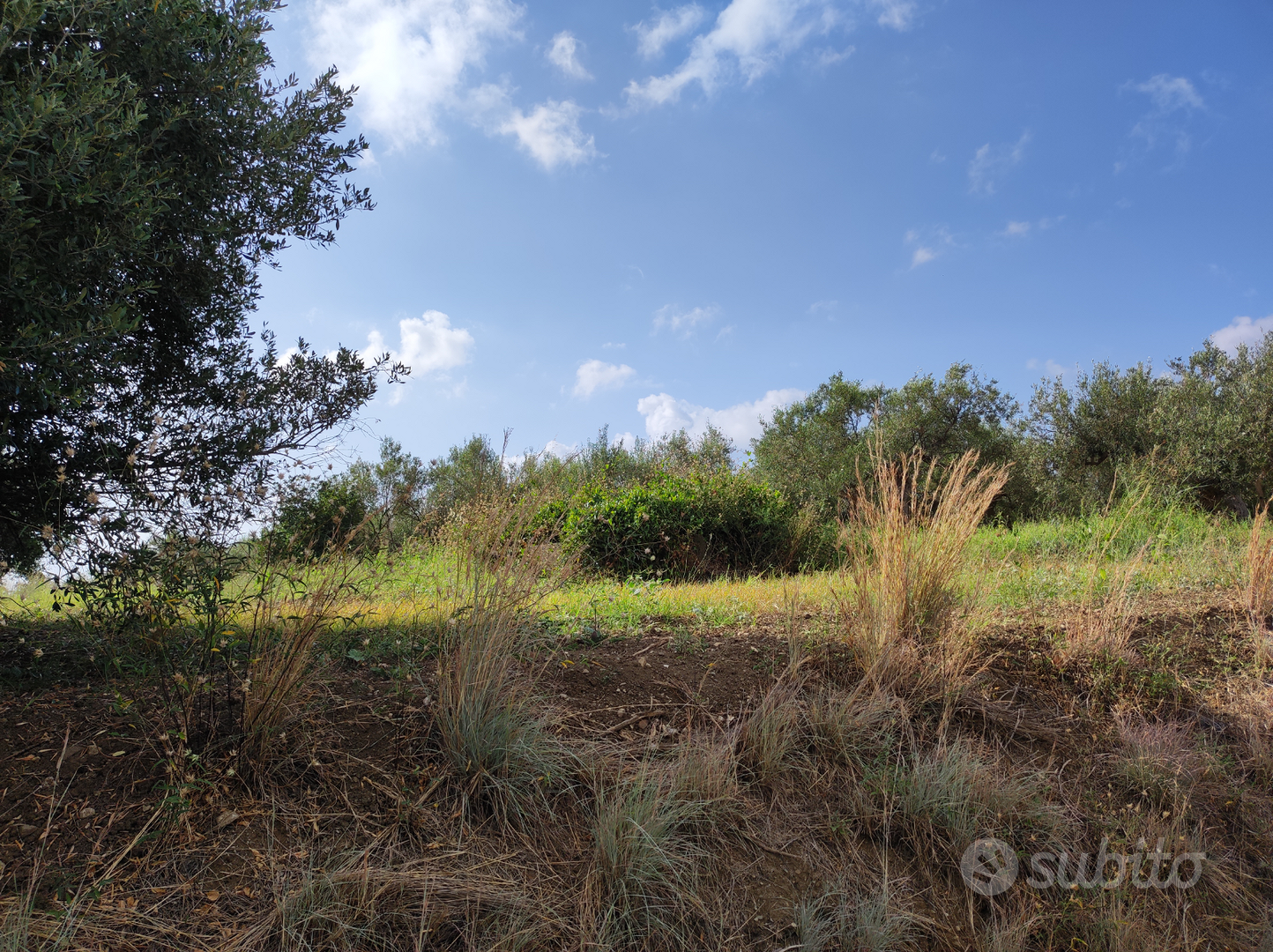 Terreno agricolo pianeggiante - Vista 3