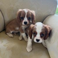 Cavalier king