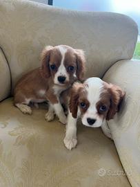 Cavalier king