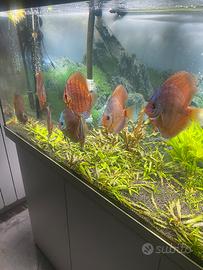 Discus cobalt e Rt