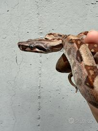 Maschio baby boa constrictor