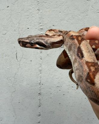 Maschio baby boa constrictor