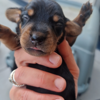 Cuccioli di bassotto Kaninchen