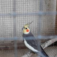 Calopsite Maschio Adulto