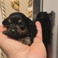 Cucciola Maltipoo tricolore