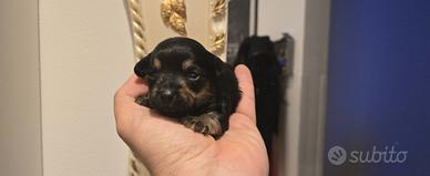 Cucciola Maltipoo tricolore