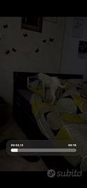 Cane meticcio