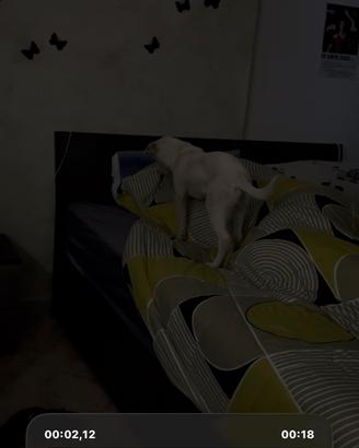 Cane meticcio