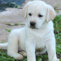 Labrador