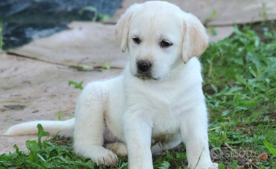 Labrador