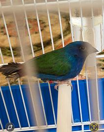 Diamante di tanimbar