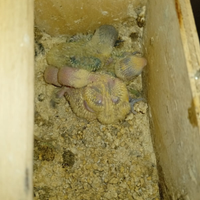 Inseparabili da imbeccato