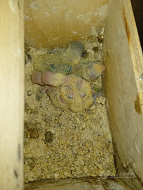 Inseparabili da imbeccato