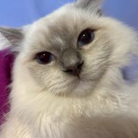 Cucciolone Ragdoll lilac mitted