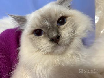 Cucciolone Ragdoll lilac mitted