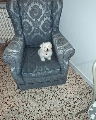 Cani maltese