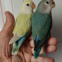 Pappagalli inseparabili