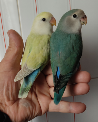 Pappagalli inseparabili