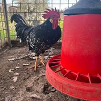 Galline ornamentali varie razze